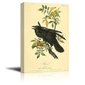 Beautiful Illustration of a Raven by John James Audubon - Canvas Art Home Art - 12x18 inches
