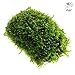 Luffy Betta Coco Mini Moss, 3x1.75 Inches, Java Moss on a Coconut Shell, Fun for Fish to Swim Around and Hide, Low Maintenance Plant on Hardy Shell, Beautiful Aquatic Decor for Betta Tank (1 Pack)