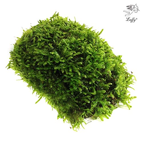 Luffy Betta Coco Mini Moss (1pc) - 3" x 1.75" Java Moss on a Coconut Shell - Low-Maintenance Aquatic Decor for Betta Tank - Create Stunning Aquascape - Gives Vertical or Horizontal Space to Explore