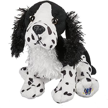 black and white springer