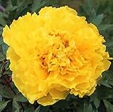 Wotefusi 5pcs Golden Peony Flower Seeds Home Plant DIY Garden