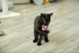 Petface Refillable Catnip Plush Cockerel Cat Toy Soft Durable Kitten Toy view 8