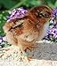 Baby Poultry Leg Bands 3/16