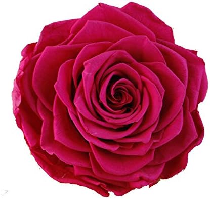 Ledyoung Preserved Fresh Flowers Handmade 7-8cm Very Big Fresh Roses Never Withered Roses for Home Decor, Gift (Rose)