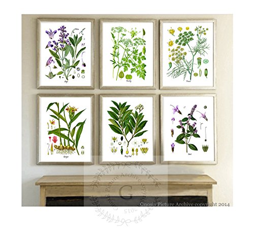 Botanical Herbs \Wall Decor