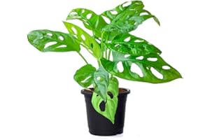 American Plant Exchange Monstera Adansonii – Live 4-Inch Pot Swiss Cheese Vine Plant, Small Easy-Care Trailing Houseplant, Low-Maintenance Air Purifying Plant for Home, Office & Garden Décor