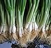He Shi Ko Bunching Onion Scallions 200 Seeds (Organic) UPC 647923989571