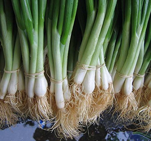 He Shi Ko Bunching Onion Scallions 200 Seeds (Organic) UPC 647923989571
