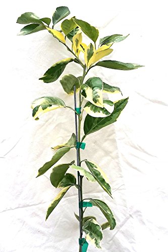 Variegated Minneola Tangelo Tree, Citrus (Excludes: CA,TX,LA,AZ)