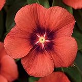 Park Seeds Tattoo Tangerine Vinca Flower