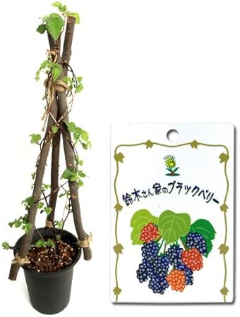 Amazon Co Jp ブラックベリー三角支柱仕立て6号鉢植え ホーム キッチン
