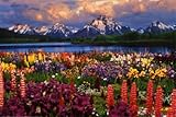 Grand Teton Best Seller Poster Print, 36x24 Poster Print, 36x24 Poster Print, 36x24