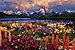 Grand Teton Poster Print, 36x24 Poster Print, 36x24 Poster Print, 36x24