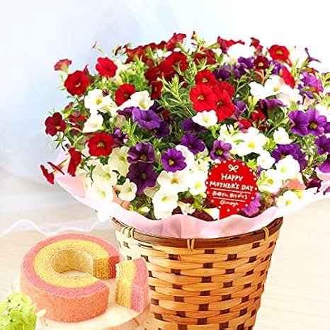 Amazon 母の日 ペチュニア 5号鉢 花コラボ バウムクーヘン 花とスイーツ 花鉢 生花 母の日のプレゼント フラワーギフト ペチュニア ジュエリーボックス カーネリアン 観葉植物 オンライン通販