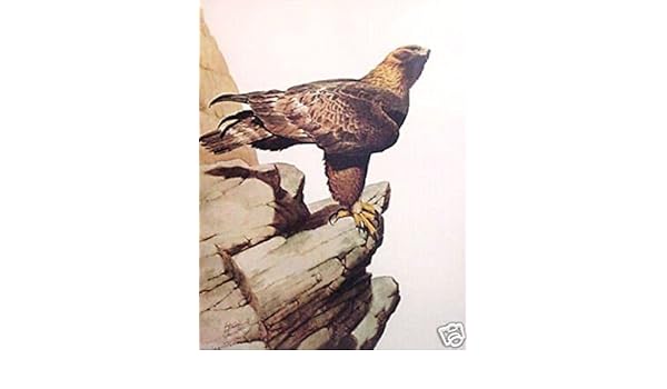 Amazoncom Golden Eagle By Guy Coheleach Wild Life Paintings