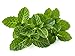 AROMATA Peppermint Essential Oil (mentha arvenisis)- Enjoy the research-proven, soothing, therapeutic health benefits of this premium-quality, undiluted, therapeutic-grade peppermint oil