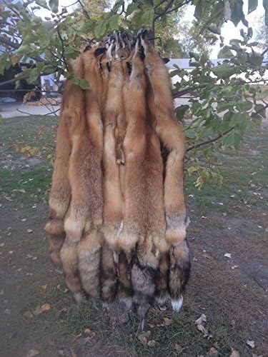 Tanned Dressed Red Fox #1 Skin pelt Hide