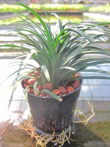 Amazon Co Jp 水耕栽培 苗 りゅうのひげ ジャノヒゲ Diy 工具 ガーデン