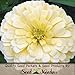 Package of 250 Seeds, Dahlia Flowered Zinnia - Giant Creamy Yellow (Zinnia elegans) Non-GMO Seeds by Seed Needs