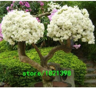 Amazon 5 熱い販売9種類の色ブーゲンビリアspectabilisは多年生の盆栽植物の花ブーゲンビリアの種100個を選択することができます 花