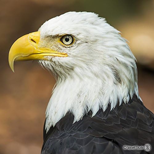 Sibbett Studio Bald Eagle Art Wooden 81 Piece Jigsaw Puzzle