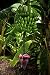Homegrown Banana Seeds, 20, Icecream Banana Tree