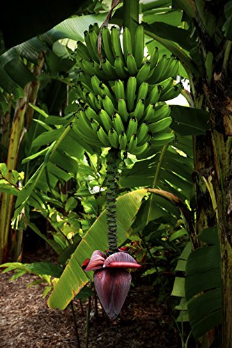 Homegrown Banana Seeds, 20, Icecream Banana Tree