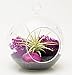 Bliss Gardens Mini Air Plant Terrarium with 3" Glass, Fuchsia Moss, Black Sand and Pink Agate Stone