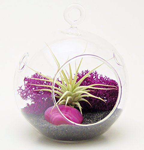 Bliss Gardens Mini Air Plant Terrarium with 3