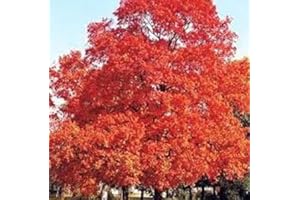 Sugar Maple Tree Seeds (Acer Saccharum) 10 Seeds per Pack - Best and Most Popular Tree in Canada - Fast Growing- Planting Ins