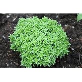 Herb Seeds - Globe Basil - Best Cooking Variety - Heirloom - Liliana's Garden