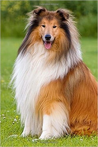A Happy Long Haired Collie Dog Journal 150 Page Lined Notebook