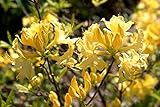 15 Giant Yellow Azalea Seeds*rhododendron* 6' to 10' Ft.*sweet Fragrant*showy*#1232