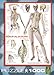 EuroGraphics Skeletal System (Human Body) 1000 Piece Puzzle