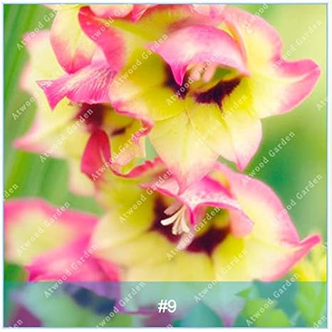Amazon Co Jp 種子zlking 2個グラジオラス球根花 Gladiolusではない 美しい花球根家庭植物盆栽発芽率99 9 9 ホーム キッチン