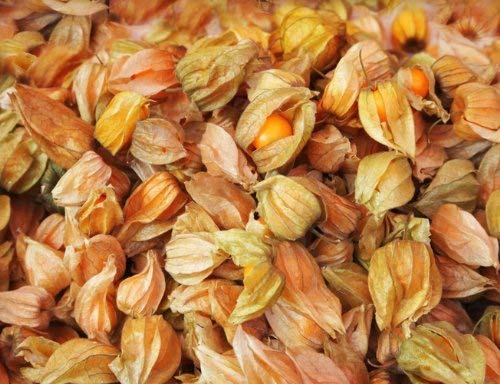 Earthcare Seeds Aunt Molly's Ground Cherry 50 Seeds Physalis pruinosa (Certified Organic By MOSA)