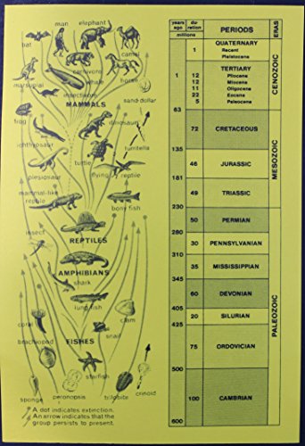 Fossil Collection (13 pc.) with ID Cards & Trilobite, Sharks teeth, Coprolite (fossilized Turtle Poop) Educational Dancing Bear Brand.