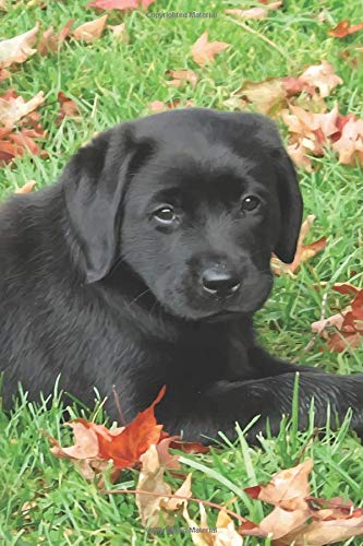 all black lab puppy