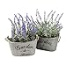 Butterfly Craze Silk Lavender Plants in Rustic Gray Wood Planters - 6in W x 9in H Planter Set of 2 - Natural Purple Blooms for Home, Kitchen, Bathroom & Office Decor - Low-Maintenance Patio Accent