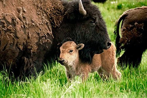 Taos Buffalo Wooden Jigsaw Puzzle, Photograph By Lenny Foster