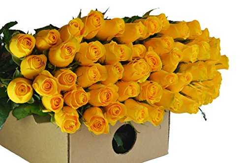 Farm2Door Wholesale Roses: 50 Fresh Yellow Roses (Long Stemmed - 50cm) from Colombia - Farm Direct Wholesale Fresh Flowers - Thumbnail 3