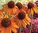 Tangerine Dream Coneflower Seed Pack