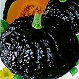 Japanese Black Pumpkin - Kabocha Seeds - Open Pollinated, Heirloom, 10 Seeds !