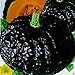 Japanese Black Pumpkin - Kabocha Seeds - Open Pollinated, Heirloom, 10 Seeds !