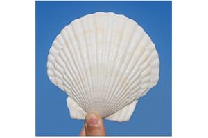 QEQEKAKA 6PCS Large Scallop Shells Crafts 4''-5'' Large Shells Decoration, for Baking Shells, Crafts DIY Painting Beaching Wedding Decoration, Beach Natural Scallop Shells Bulk