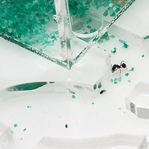 AntHouse - Formicaio Acrilico - Kit Educativo Circolare Big 20x20x1,3 cm con Coperchio | Sistema di umidità a Schiuma…