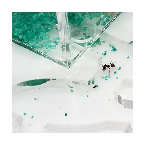 AntHouse - Formicaio Acrilico - Kit Educativo Circolare Big 20x20x1,3 cm con Coperchio | Sistema di umidità a Schiuma…