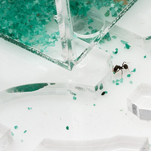 Ant Farm Educational Kit Circle Big (Formicarium, Ants) - Thumbnail 2