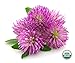 Red Clover Leaf & Flowers - Dried Trifolium pratense Leaf & Flowers C/S by Nature Tea (4 oz)