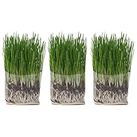 Compostable Cat Grass Grow Bag Kit, 3 Pack, All Organic, Just add Water. Made in The USA